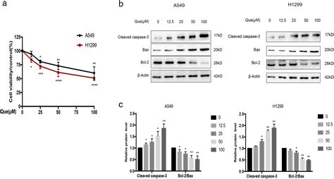 Quercetin Induces Proapoptotic Autophagy Via SIRT1 AMPK Signaling