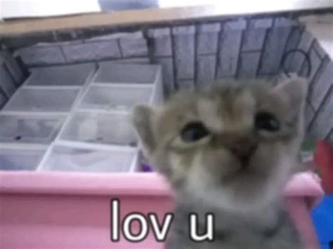 This Meme Generated Valentine Will Haunt Your Every Search Lolaventaxo Keeps The Magic Alive news