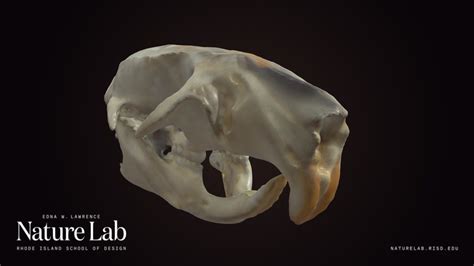 Rat Skull Download Free 3d Model By Risd Nature Lab Risdnaturelab