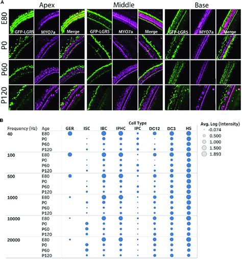 Lgr Expression In Supporting Cells Changes With Age A Digital