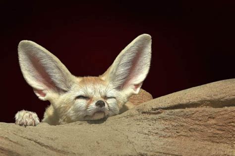 Fennec Fox Pet: Do They Make Good Pets? (Care & Needs)