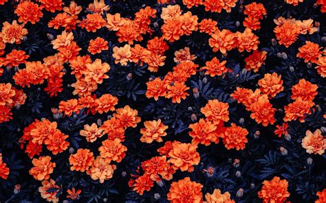 Orange Flowers Hd Wallpaper