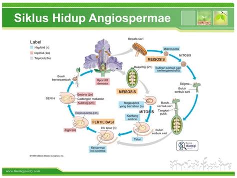 Sistem Reproduksi Tumbuhan Ppt