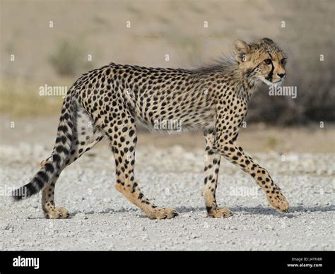 Cheetah Tail Hi Res Stock Photography And Images Alamy