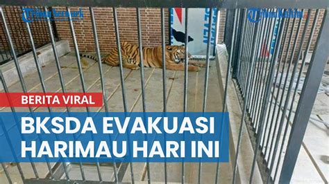 Nasib Majikan Usai Suprianda Tewas Diterkam Harimau Di Samarinda Bksda