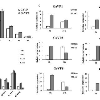 Expression Analysis Of V Ppase Genes In Different Tissues And Different