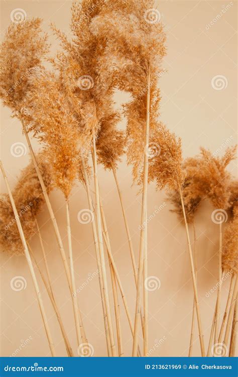 Reeds On A Beige Background Fluffy Pompas Grass Stock Image Image Of