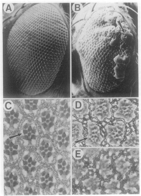 Figure 2 From The Argos Gene Encodes A Diffusible Factor That Regulates