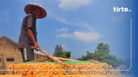 Bps Catat Sektor Pertanian Berhasil Menyumbang Pdb