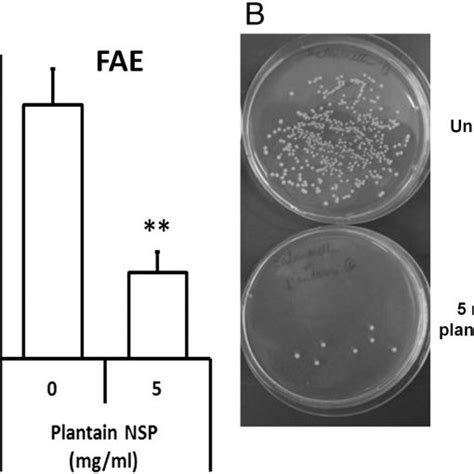 Plantain Nsp Blocks Translocation Of S Typhimurium Across Human Download Scientific Diagram