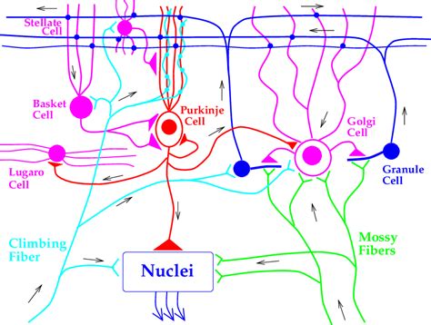 Purkinje Fibers Cerebellum