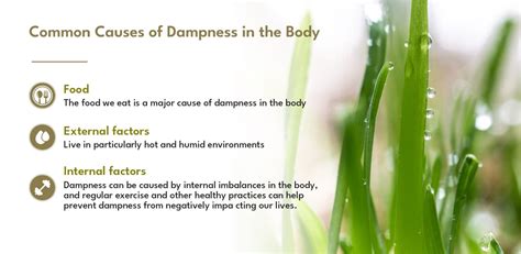 Diet For Dampness Chinese Medicine What To Avoid And What To Eat