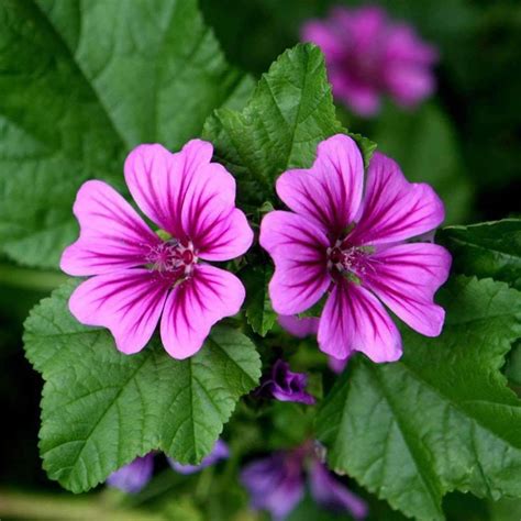 Common Names Include Mallow Cheeses High Mallow Tall Mallow Mauve