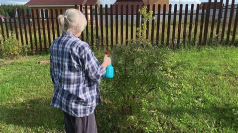 Woman Gardener Spraying Fruit Trees And Bushes Against Plant Diseases