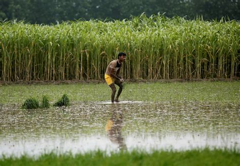 Rice To Get Costlier As Weather And India S Farm Perks Threaten Supply