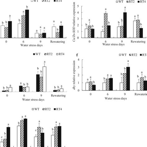 Relative Expression Of Drought Related Genes In T2 Generation Of Download Scientific Diagram