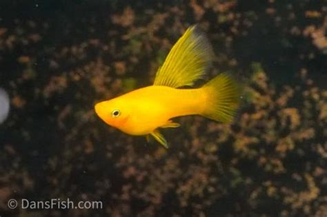 Solid Yellow Highfin Variatus Platy Trio M F Xiphophorus Variatus