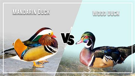 Mandarin Duck vs Wood Duck: 7 Key Differences