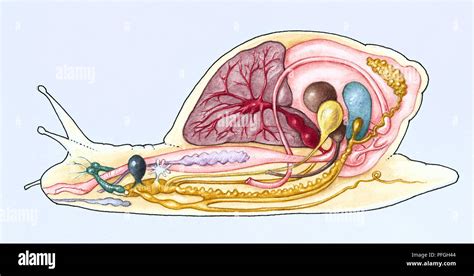 Cross-section of a Giant African land snail (Achatina Stock Photo - Alamy