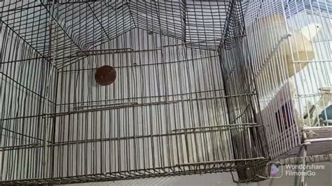 Birds Ki Breeding Ka Liya Cage Ka Size Kitna Hona Chahiya Birds