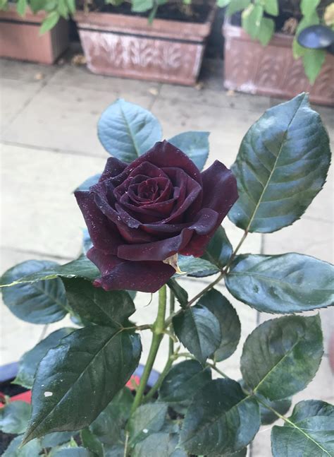 Black Baccara Roses