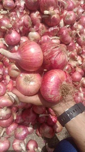 Maharashtra Dry A Grade Organic Red Onion Net Bag Onion Size