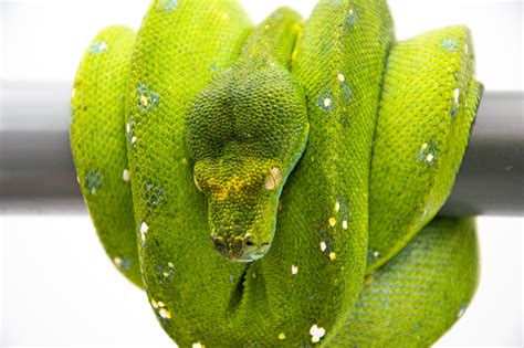 Morelia Viridis Biak