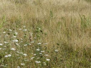 When and How to Cut Your Wildflower Meadow – Habitat Aid Ltd