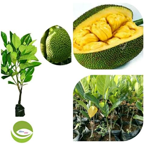 Jual Bibit Tanaman Buah Nangka Mini Nangka Kuning Pohon Nangka Mini Di