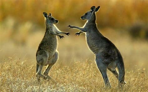 Kangaroos