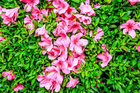 Bright Shining Flowers Stock Photo Image Of Tochigi 78549914