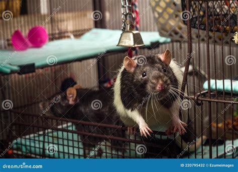 pet fancy rat cage stock photo image  experiment