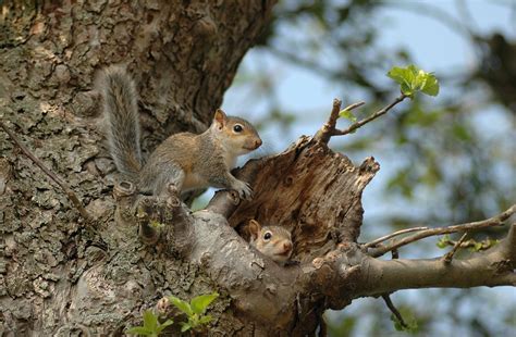 Eastern Grey Squirrel - WildlifeNYC