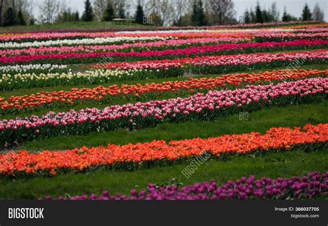 Spring Tulip Fields Image & Photo (Free Trial) | Bigstock