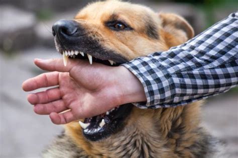 Cachorro Mordendo o Dono - Como Resolver Esse Comportamento!
