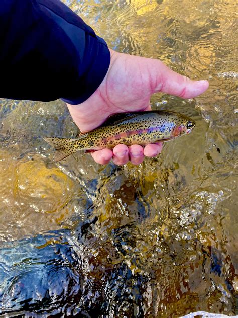 Baby Rainbow Trout Fish