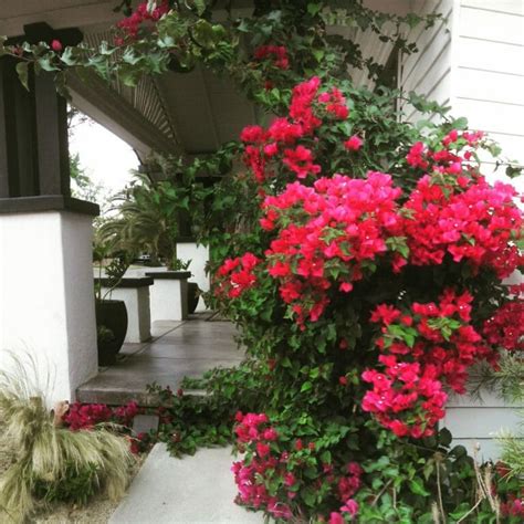 Is Bougainvillea Poisonous To Cats Read On Grow Your Yard