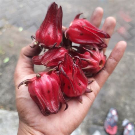 Jual 1kg Bunga Rosela Rosella 1 Kg Kering Segar Basah Kualitas Premium