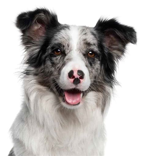 Blue Merle Kr Tkow Osy Border Collie Wszystko Co Musisz Wiedzie