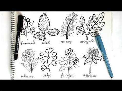 Easy Ink Pen Botanical Drawing Tutorial How To Draw Herbs Beginner Do... : crafts