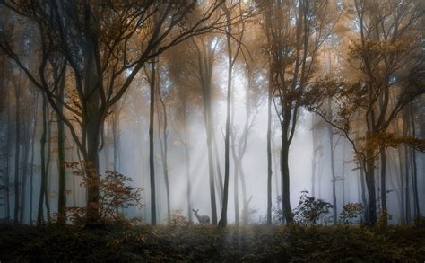 Foggy Photography: How To Capture Misty Landscapes | Skylum Blog