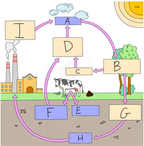 Topic The Carbon Cycle Flashcards Quizlet