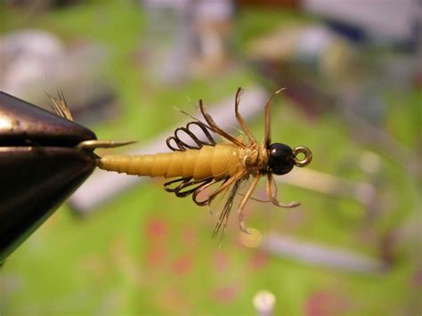 TROUT TALES: Swimming MayFly Nymphs