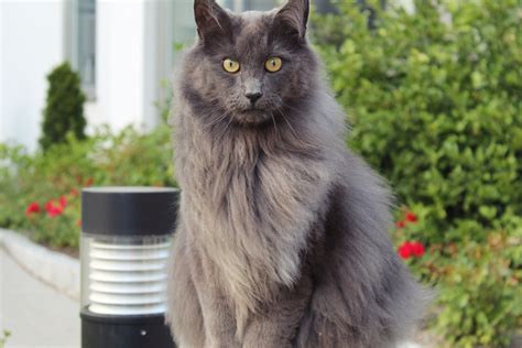 Nebelung Cat Breed Info: Pictures, Traits & Facts - Catster