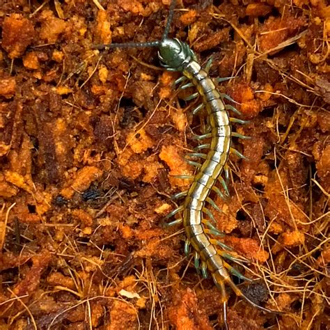 Scolopendra Subspinipes Hawaii Hawaiian Giant Centipede