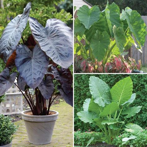 Longfield Gardens Elephant Ear Collection Bulbs 5 Pack 21000010 The