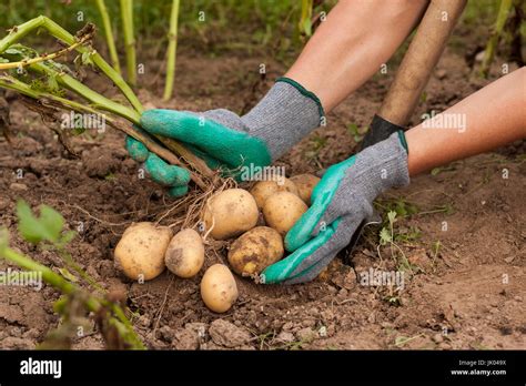 Potato Harvest Stock Photos Potato Harvest Stock Images Alamy