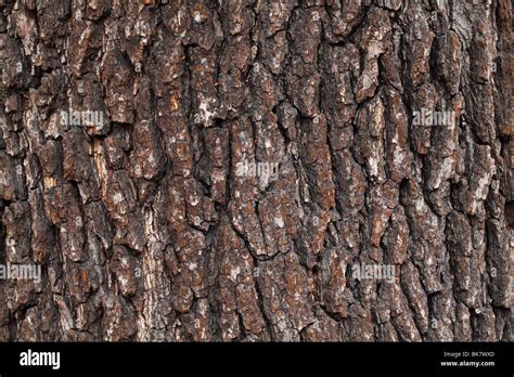 Old common black alder tree bark Alnus glutinosa Stock Photo - Alamy