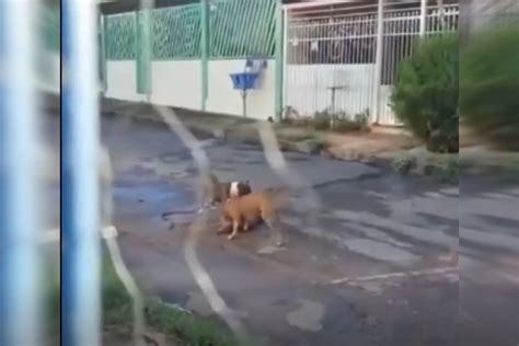 Vídeo chocante cães matam vira lata e partem para cima de PMs no DF