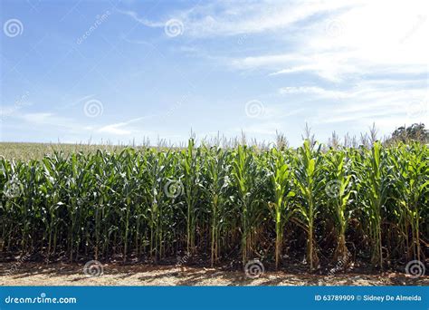 Corn Crop Field Cornfield Stock Image Image Of Field Horizontal